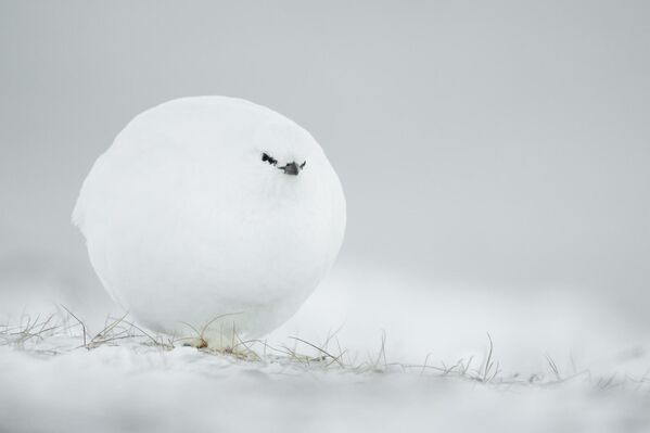 Фотограф Жак Пулар из Франции также оказался в списке лучших фотографов года. &quot;Снежок!&quot; - так он назвал свою работу. Он рассказал, что холодным снежным днем к нему подлетела белая куропатка. Она нахохлилась от холода и стала похожа на круглый снежный шар.  - Sputnik Казахстан