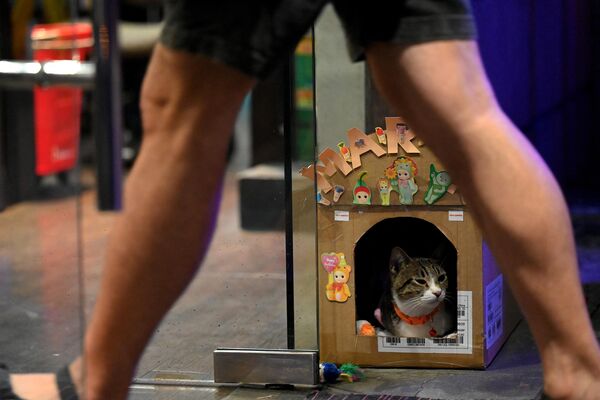 Кошка-охранник Мария в своем домике возле заведения в центре города Алабанг, Манила. - Sputnik Казахстан
