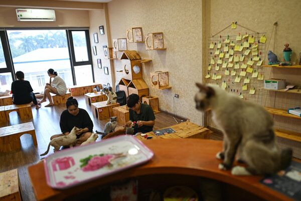 Посетители и спасенные кошки в Ngao&#x27;s Home, единственном в своем роде кафе в Ханое․ - Sputnik Казахстан