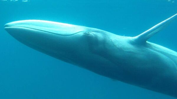 Вид усатых китов Balaenoptera omurai - Sputnik Казахстан