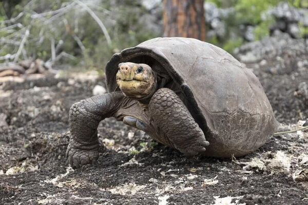 Гигантская галапагосская черепаха Fernandina Giant Tortoise. - Sputnik Казахстан