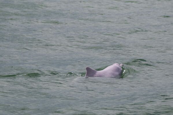 Китайский белый дельфин, также известный как &quot;розовый дельфин&quot;. Млекопитающее плавало в водах у побережья Гонконга. - Sputnik Казахстан