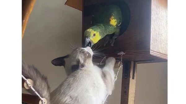 Кот крадет скворечник у попугая - видео - Sputnik Казахстан