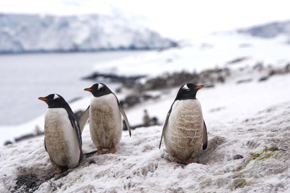 Пингвины на айсберге возле чилийской базы О’Хиггинс в Антарктиде. - Sputnik Казахстан