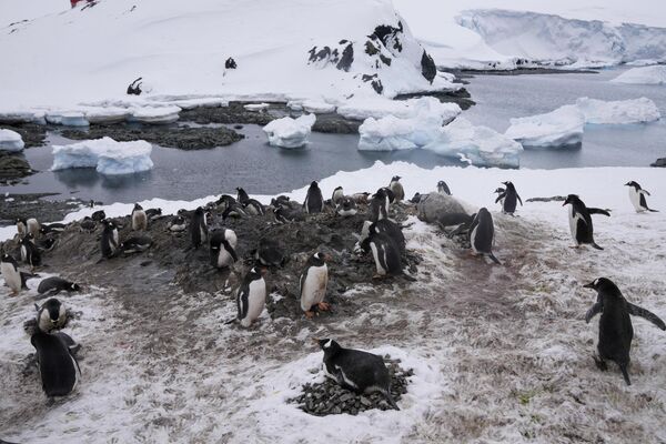 Стая пингвинов движется мимо чилийской базы О&#x27;Хиггинс. - Sputnik Казахстан
