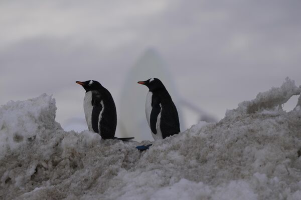 Папуанские пингвины близ военной базы Бернардо О&#x27;Хиггинс. - Sputnik Казахстан