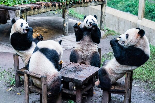 Панды устроили пиршество в вольере зоопарка в Китае. Скоро и в этой стране будут праздновать Новый год по восточному календарю.  - Sputnik Казахстан