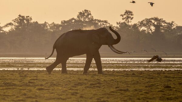 Слон играет с пылью в национальном парке Казиранга, Индия - Sputnik Казахстан