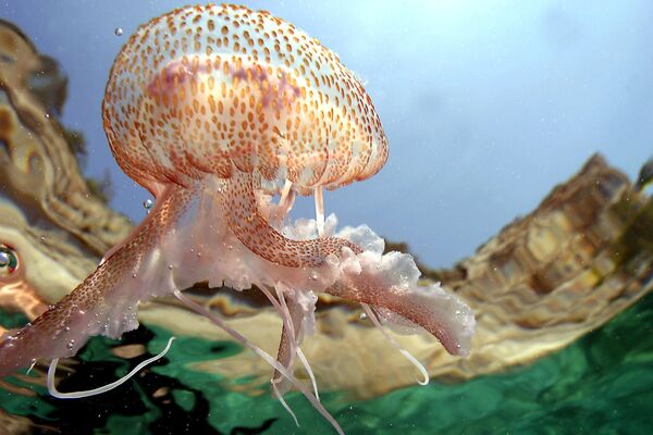 Компания Pantone выбирает цвет года уже на протяжении 25 лет. На фото: медуза Aurelia Aurita плавает под лучами солнца в Средиземном море.  - Sputnik Казахстан
