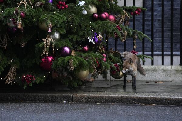 Лиса возле рождественской елки в Лондоне, Великобритания. - Sputnik Казахстан