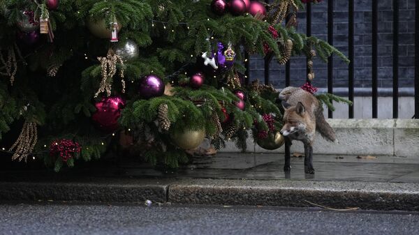 Лиса возле рождественской елки в Лондоне, Великобритания  - Sputnik Қазақстан