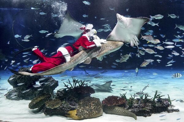 Дайвер, одетый в костюм Санта-Клауса, плавает с рыбками в аквариуме в Токио, Япония. - Sputnik Казахстан