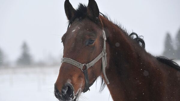 Лошадь - Sputnik Казахстан