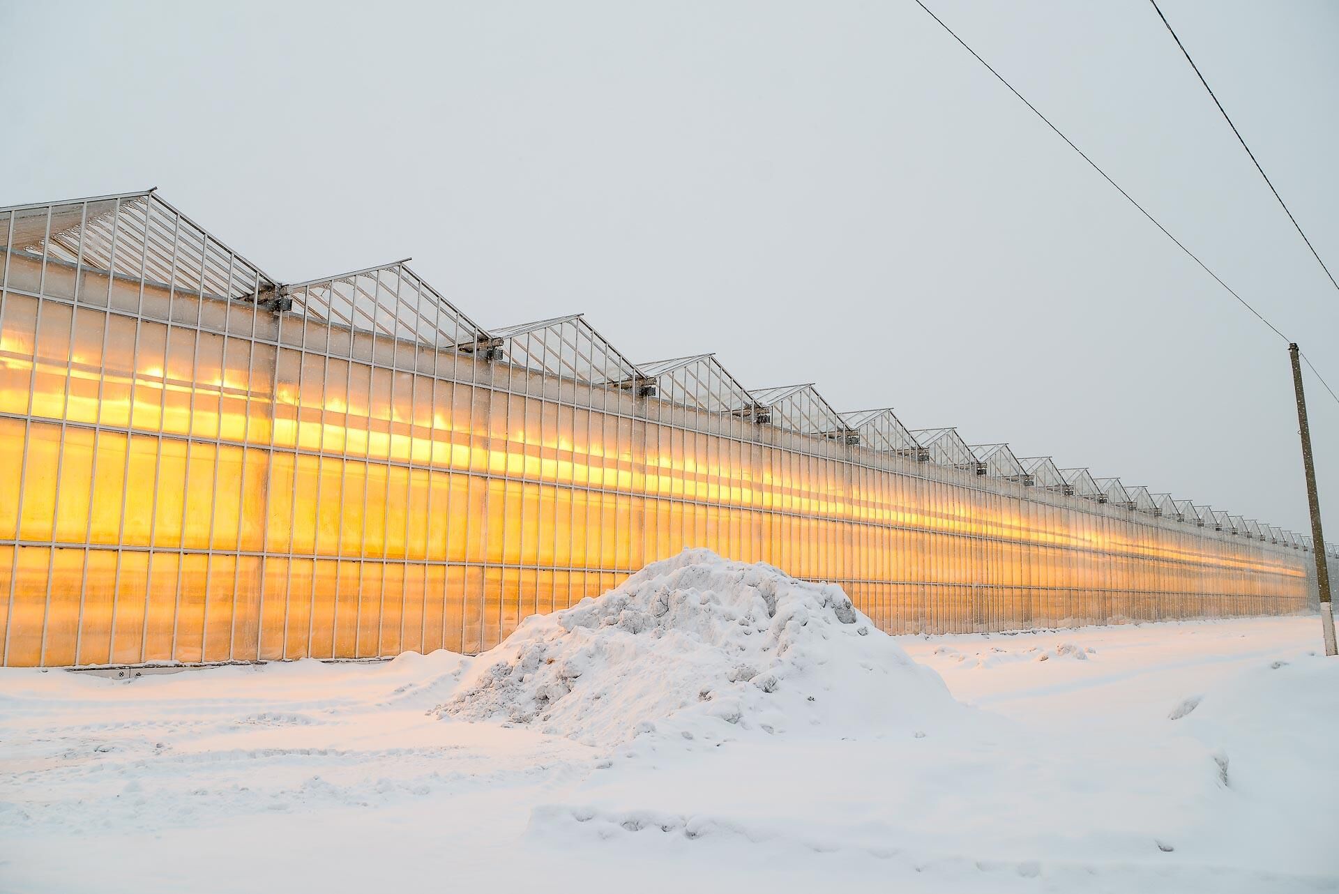 Тепличный комплекс в Петропавловске получил первый урожай огурцов зимой - Sputnik Казахстан, 1920, 25.12.2023
