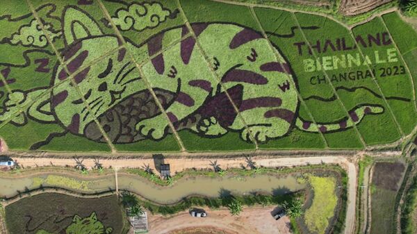Фермер из Таиланда создаёт огромные изображения котов на рисовых полях - Sputnik Казахстан