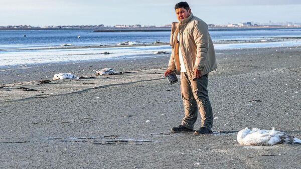 Блогер Азамат Сарсенбаев показал погибших лебедей на озере Караколь - Sputnik Казахстан