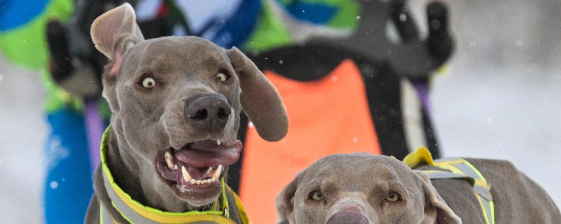 Собаки участников Чемпионата по ездовому спорту  в Новосибирске - Sputnik Казахстан, 1920, 25.12.2024