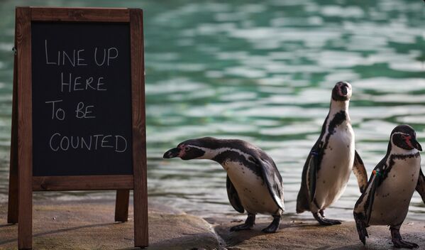 Пингвины Гумбольдта у доски с надписью &quot;Выстроитесь здесь, чтобы вас пересчитали&quot; во время ежегодной инвентаризации в лондонском зоопарке.  - Sputnik Казахстан