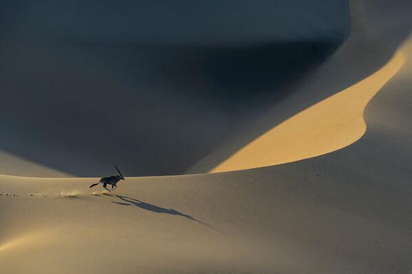 Бегущий орикс в дюнах Намибии.Снимок российского фотографа Sergey Gorshkov. - Sputnik Казахстан
