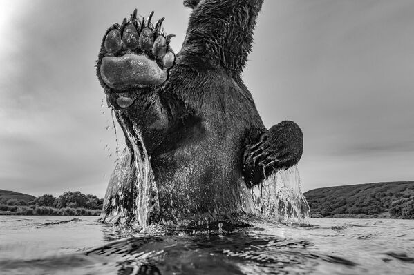 Камчатка, Россия. Бурый медведь, вид снизу.Снимок  российского фотографа Sergey Gorshkov. - Sputnik Казахстан