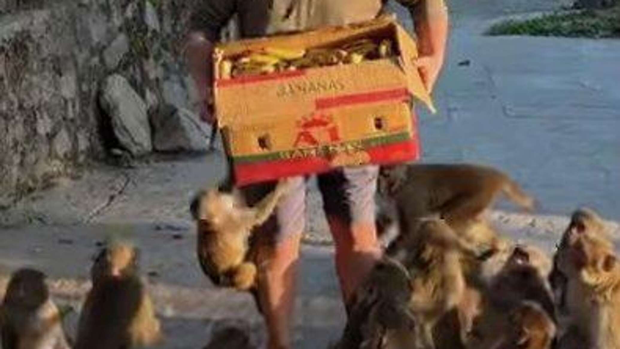 Monkey life series 3. My world обезьяны. Monkey life. Monkey life series. Обезьянки смешные ролики.