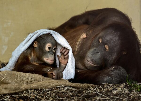 Малыш орангутанга Кендари и мама Сари в зоопарке Шенбрунн в Вене, Австрия. - Sputnik Казахстан