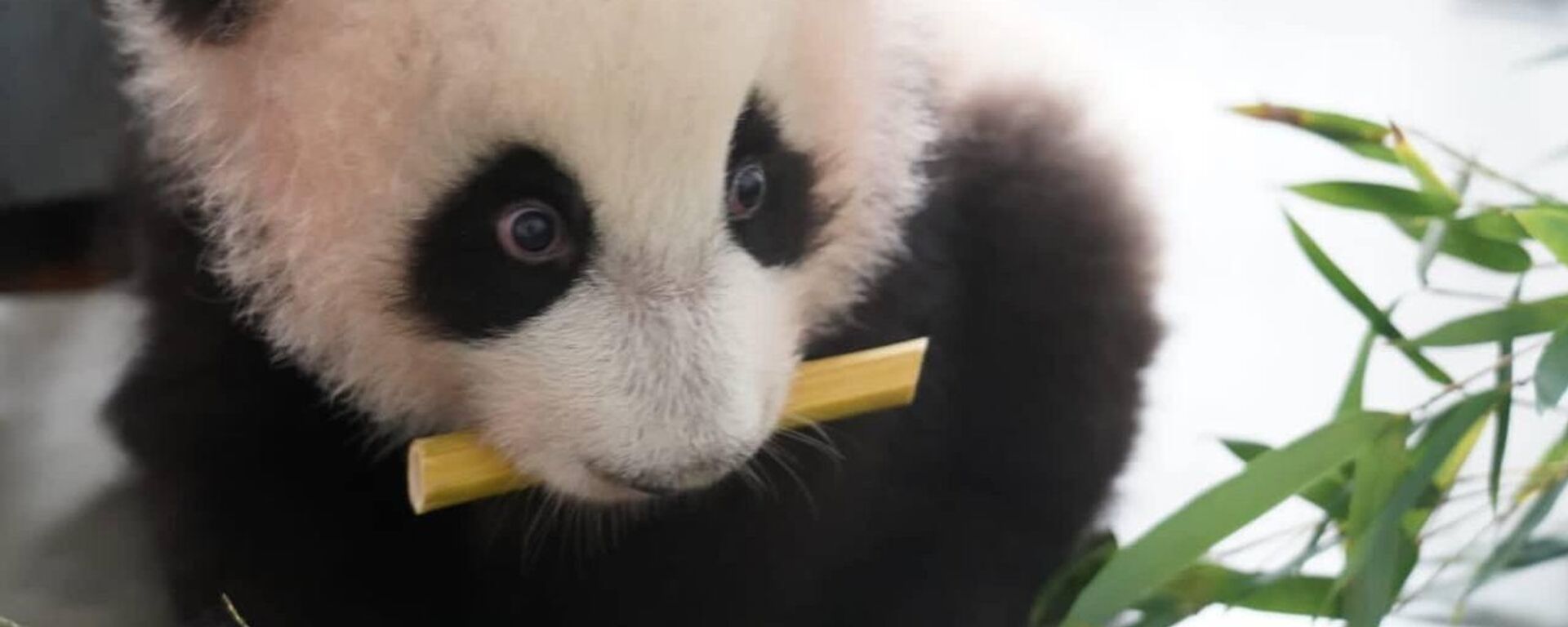 Панда Катюша в Московском зоопарке - Sputnik Казахстан, 1920, 02.02.2024