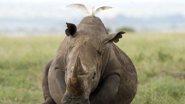 Черный носорог в национальном парке Найроби, Кения - Sputnik Казахстан