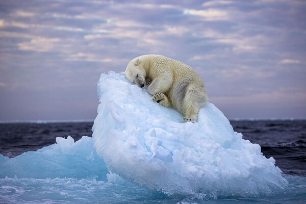 Трогательный снимок &quot;Ледяная кровать&quot; фотографа Нима Сарихани. Белый медведь соорудил себе ложе прямо на небольшом айсберге, норвежский архипелаг Шпицберген. Эта работа получила приз зрительских симпатий. - Sputnik Казахстан
