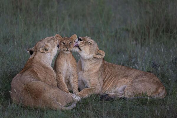 &quot;Совместное воспитание, автор Марк Бойд.Две львицы заботливо присматривают за одним из пяти детенышей прайда в кенийском Масаи Мара.  - Sputnik Казахстан