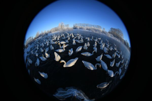 Лебеди прилетают на зимовку на озеро Светлое вот уже более 100 лет. И с каждым годом их становится все больше.   - Sputnik Казахстан