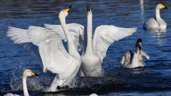 Лебеди зимуют на озере Светлое в Алтайском крае - Sputnik Казахстан