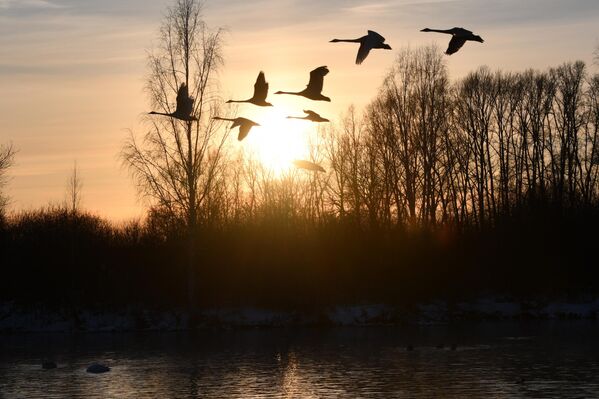 Зимуя на озере Светлое, лебеди чувствуют себя сытно, комфортно и безопасно.  - Sputnik Казахстан