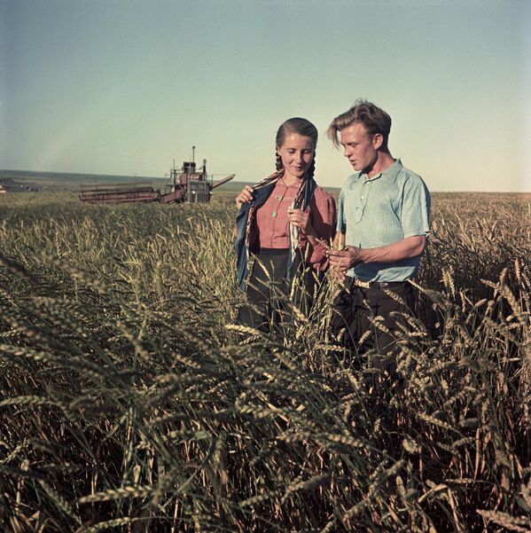 Работник и работница совхоза во время романтической прогулки на пшеничном поле.  - Sputnik Казахстан