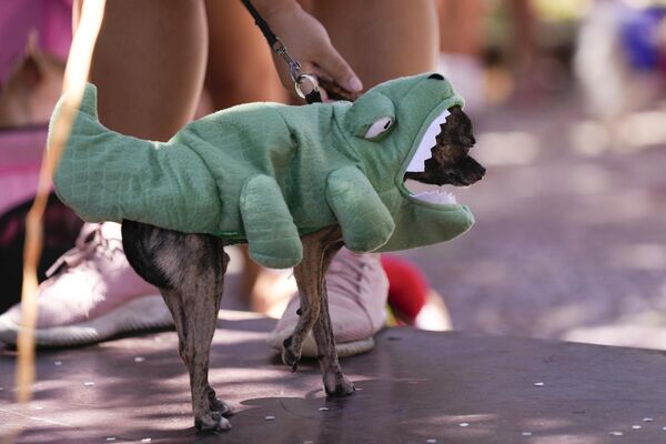 Злой крокопёс? На фото: собака в костюме аллигатора во время парада-карнавала в Рио-де-Жанейро, Бразилия. - Sputnik Казахстан