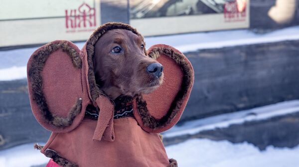 Собака в костюме на международном зимнее фестиваля Гиперборея - 2024 на Онежской набережной в Петрозаводске - Sputnik Казахстан