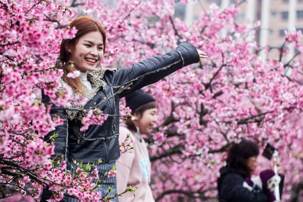 Девушка у цветущей сакуры во время фестиваля цветения вишни, Тайбэй. - Sputnik Казахстан