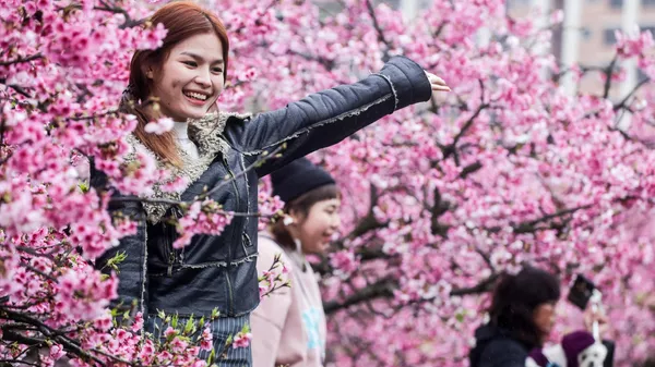 Девушка у цветущей сакуры во время фестиваля цветения вишни, Тайбэй - Sputnik Казахстан