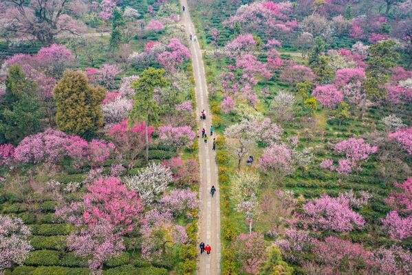 Аэросъемка цветущей сливы в Нанкине, Китай. - Sputnik Казахстан