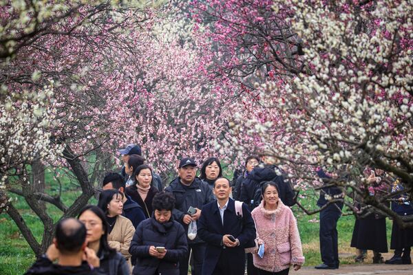Люди проходят мимо цветущей сливы в Нанкине, Китай. - Sputnik Казахстан