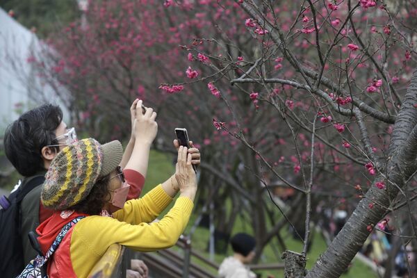 Посетители фотографируют цветущую сакуру во время празднования китайского лунного Нового года в Тайбэе, Тайвань. - Sputnik Казахстан