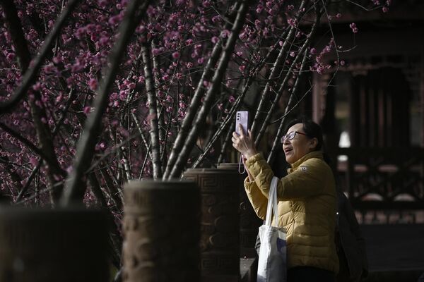 Женщина фотографирует цветущие красные сливы в парке в Чэнду, Китай. - Sputnik Казахстан