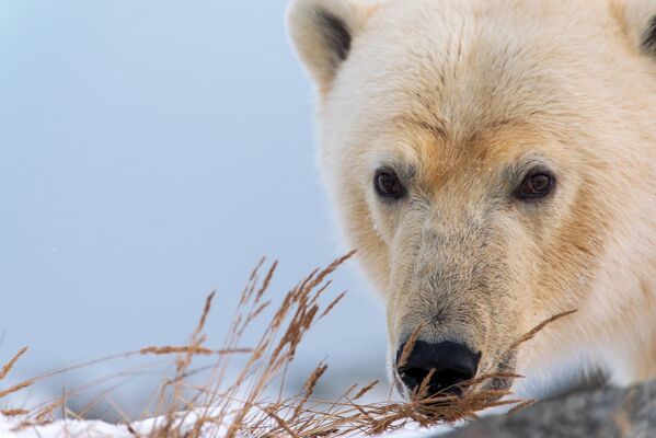 Белый или полярный медведь - весьма умное и сообразительное животное. К примеру, чтобы съесть приманку медведь может закатить камень в капкан. А еще они обладают очень острым обонянием, слухом и зрением, и могут различать цвета.На фото: белый медведь на мысе Кожевникова. - Sputnik Казахстан
