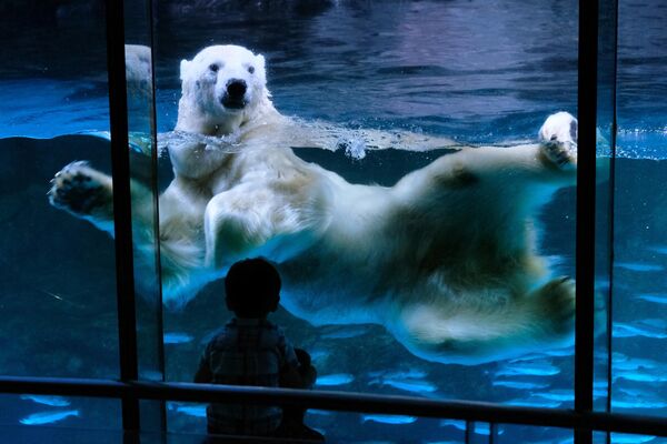 Белый медведь может выпрыгнуть из воды почти на 2,5 метра и проплыть без отдыха до 100 миль! На фото: белый медведь в аквариуме тематического парка Hakkeijima Sea Paradise, в Иокогаме. - Sputnik Казахстан