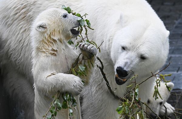 В желудок взрослых белых медведей вмещается почти 70 кг мяса. Морские зайцы, тюлени и нерпы часто оказываются в их &quot;меню&quot;. При этом в пищу мишки могу употреблять практически все.  Они регулярно едят, как растения, так и мясо. Сам же белый медведь находится на вершине пищевой цепи в Арктике.На фото: белая медведица Герда с белыми медвежатами в вольере Новосибирского зоопарка. - Sputnik Казахстан