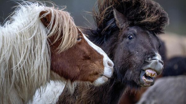 Исландские лошади играют на конезаводе в Верхайме, Германия - Sputnik Казахстан