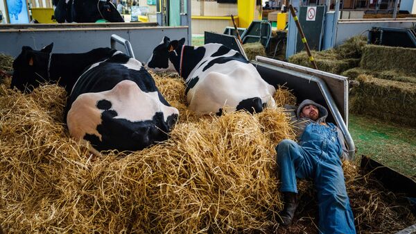 Фермер отдыхает с коровами накануне открытия 60-й Международной сельскохозяйственной ярмарки в Париже, Франция - Sputnik Казахстан