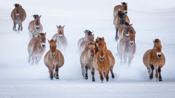 Проект по возвращению лошади Пржевальского в Казахстан - Sputnik Қазақстан