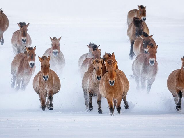 Байлап, досымды жалауға мәжбүрледі
