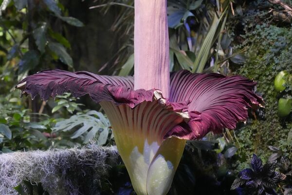 Растение amorphophallus titanum, также известное как &quot;трупный цветок&quot;, считается самым большим цветком в мире. Он очень редкий и весьма впечатляет своим видом. В народе за его диковиность и аромат также прозвали &quot;лилией Вуду&quot;, &quot;дьявольским языком&quot; и &quot;змеиной пальмой&quot;.  - Sputnik Казахстан